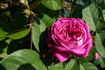 Charlemagne rose photo