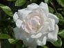 Helga rose photo