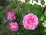 Deschamps rose photo