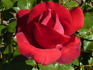 La Marseillaise ® rose photo