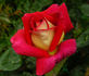 Pompeii rose photo