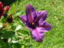 Mrs. N. Thompson clematis photo
