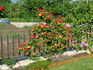 Ciak ® rose photo