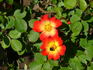 Ciak ® rose photo