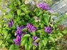 Mrs. N. Thompson clematis photo