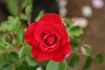 Lichterloh rose photo