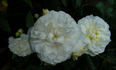 Perennial White rose photo
