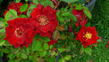 Fiesta Ruby rose photo