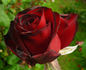 Blackout rose photo