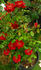 Fiesta Ruby rose photo