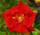 Fiesta Ruby rose photo