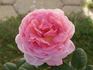 Vitalrose Golden Baron rose photo