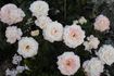 Titanic rose photo