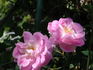 Manetti rose photo