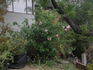 Manetti rose photo