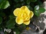 Dolly Dot rose photo