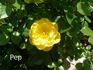 Dolly Dot rose photo