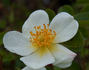 <i>Rosa tunquinensis</i> Crépin rose photo