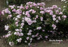 Dorothy Howarth rose photo
