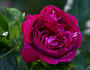 Variegata di Bologna Rouge rose photo