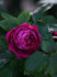 Variegata di Bologna Rouge rose photo