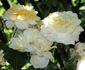 Shower of Gold rose photo