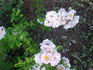 Rivers's Musk rose photo