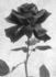 Crimson Queen rose photo