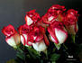 Blush rose photo
