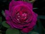 Incense Indigo ™ rose photo