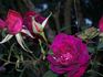 Incense Indigo ™ rose photo