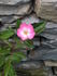 Windchimes rose photo
