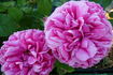 Charlemagne rose photo