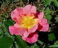 Rosenstadt Zweibrücken ® rose photo