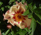 Court Jester peony photo