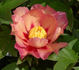 Court Jester peony photo