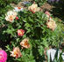 Court Jester peony photo