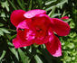 Coral Fay peony photo