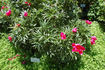 Coral Fay peony photo