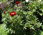 Robert W. Auten peony photo