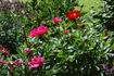 Cytherea peony photo