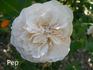 AUStania rose photo