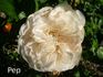 AUStania rose photo