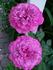 Monet rose photo