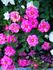 Halo Glory rose photo
