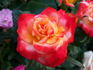 Bengal Tiger ™ rose photo