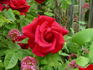 American Dream ™ rose photo