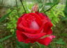 Christine's Dream rose photo