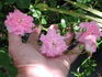 Softee, Softee rose photo