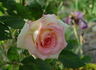Laguna rose photo